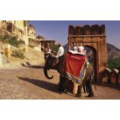 jaipur elephant.jpg